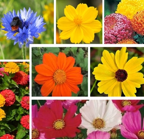 Coronation Celebration Flowers